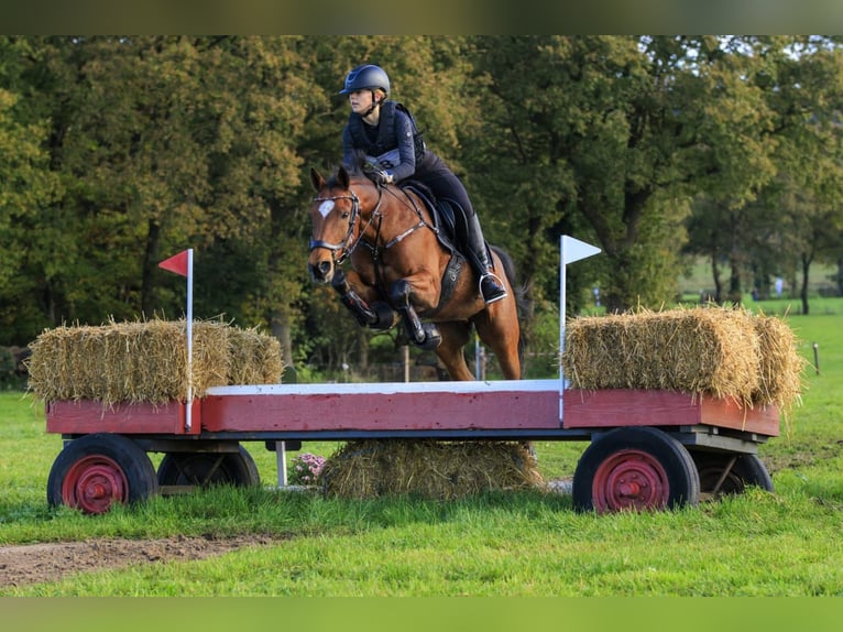 NRPS Castrone 18 Anni 148 cm Baio in Laren (Gld)