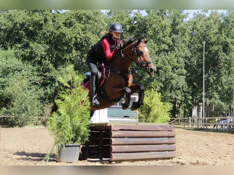 NRPS Castrone 18 Anni 148 cm Baio in Laren (Gld)
