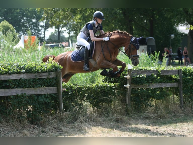 NRPS Castrone 18 Anni 148 cm Sauro ciliegia in Heesch
