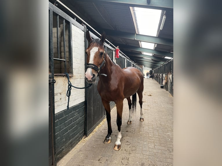NRPS Mix Castrone 19 Anni 153 cm Baio in Oosterhout