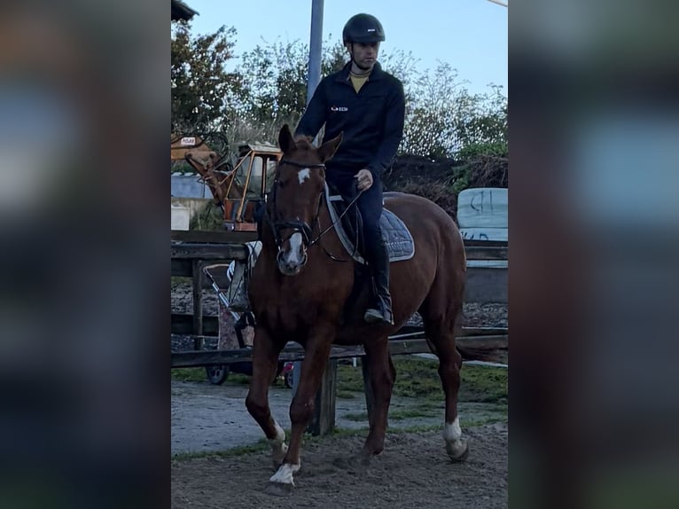 NRPS Castrone 19 Anni 170 cm Sauro in Biddinghuizen