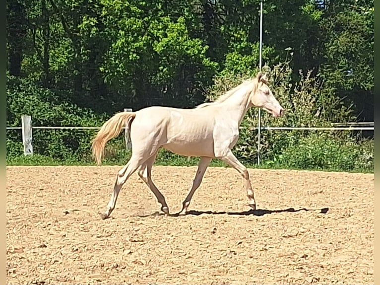 NRPS Castrone 1 Anno 139 cm Perlino in Wapse
