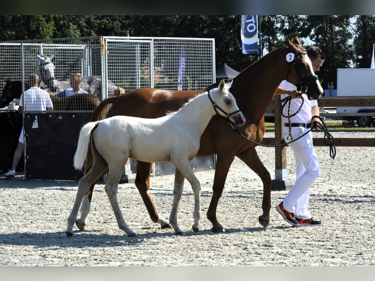 NRPS Castrone 1 Anno 139 cm Perlino in Wapse