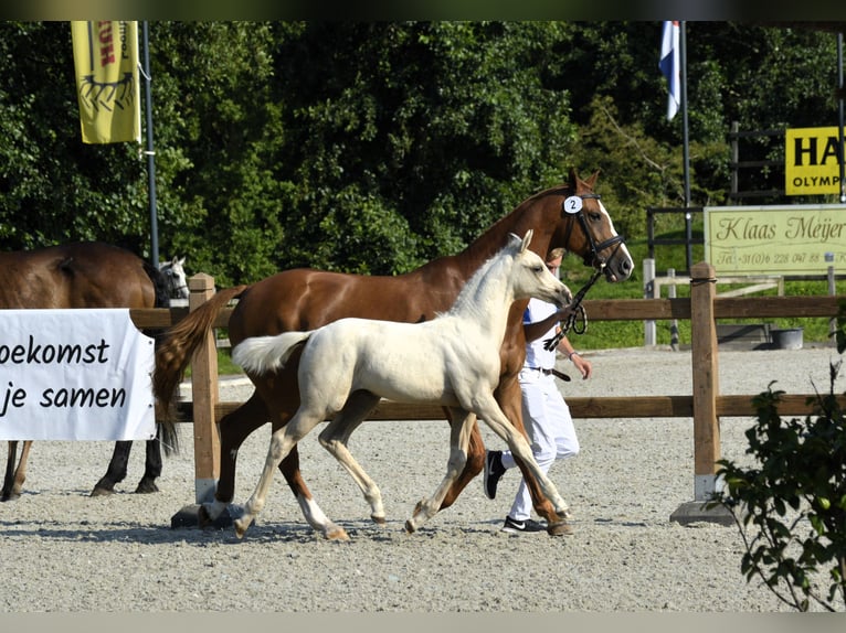 NRPS Castrone 1 Anno 139 cm Perlino in Wapse