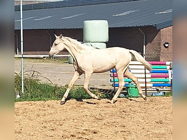 NRPS Castrone 1 Anno 139 cm Perlino in Wapse