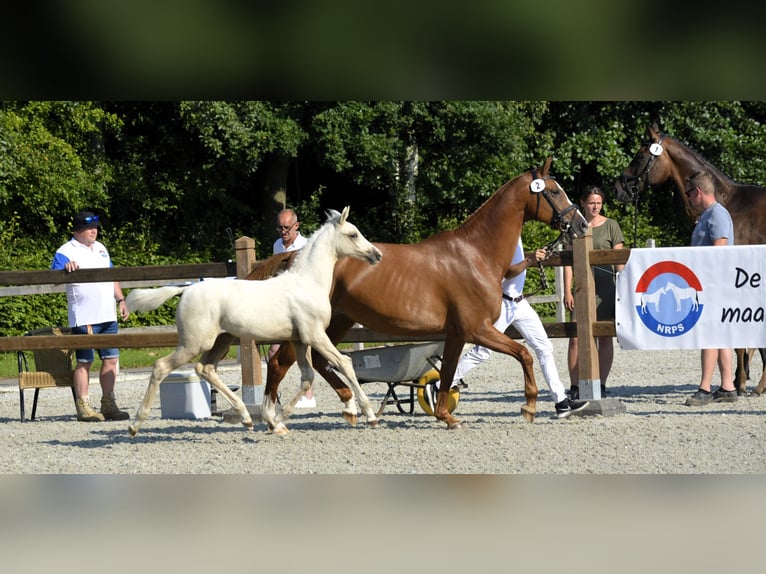 NRPS Castrone 1 Anno 139 cm Perlino in Wapse