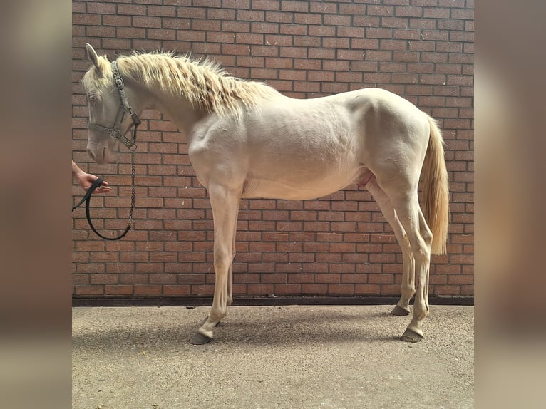 NRPS Castrone 1 Anno 139 cm Perlino in Wapse