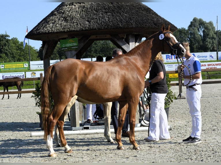 NRPS Castrone 1 Anno 139 cm Perlino in Wapse