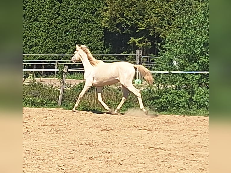NRPS Castrone 1 Anno 139 cm Perlino in Wapse