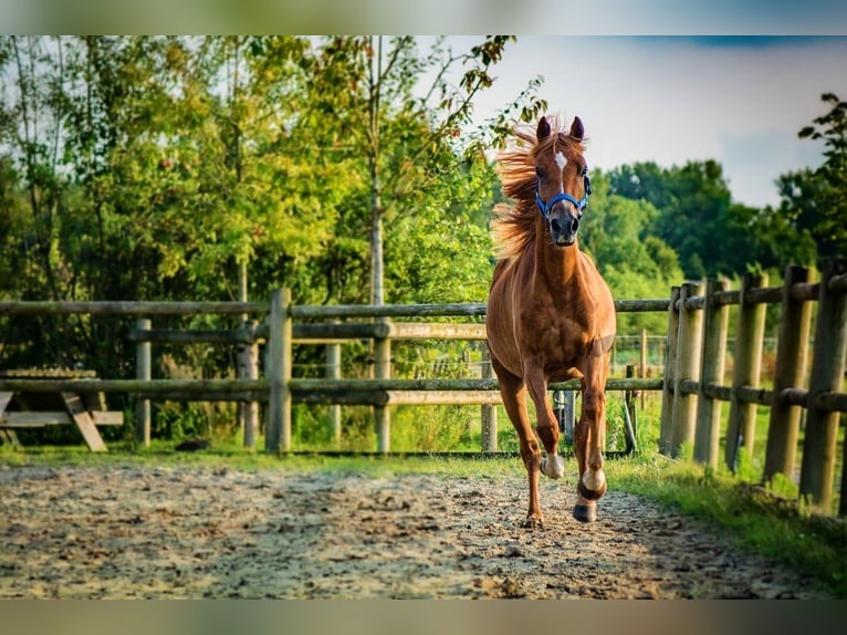 NRPS Castrone 2 Anni 142 cm Sauro ciliegia in Sint-Oedenrode