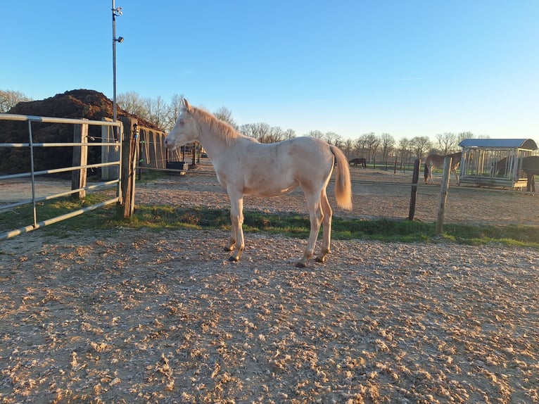 NRPS Castrone 2 Anni 150 cm Perlino in Wapse