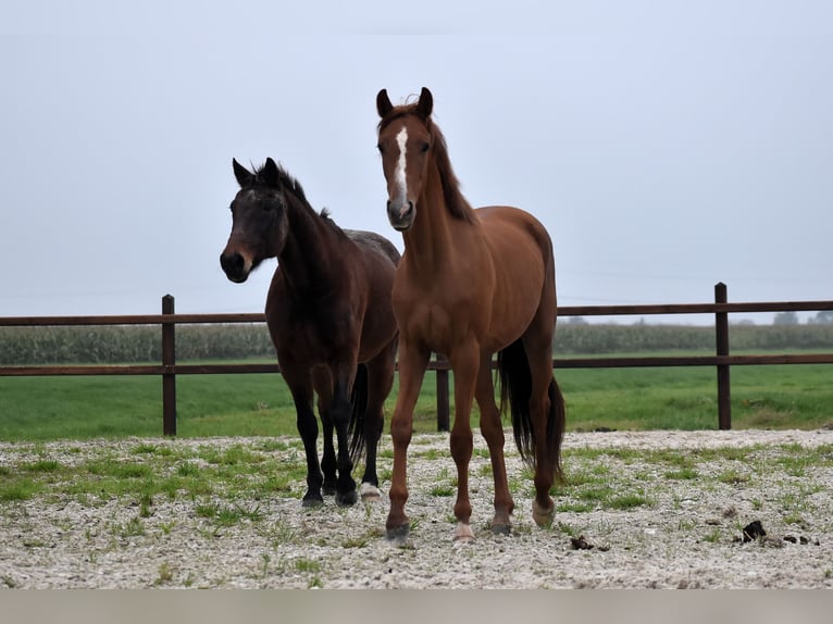 NRPS Castrone 2 Anni 155 cm Sauro in Oudewater