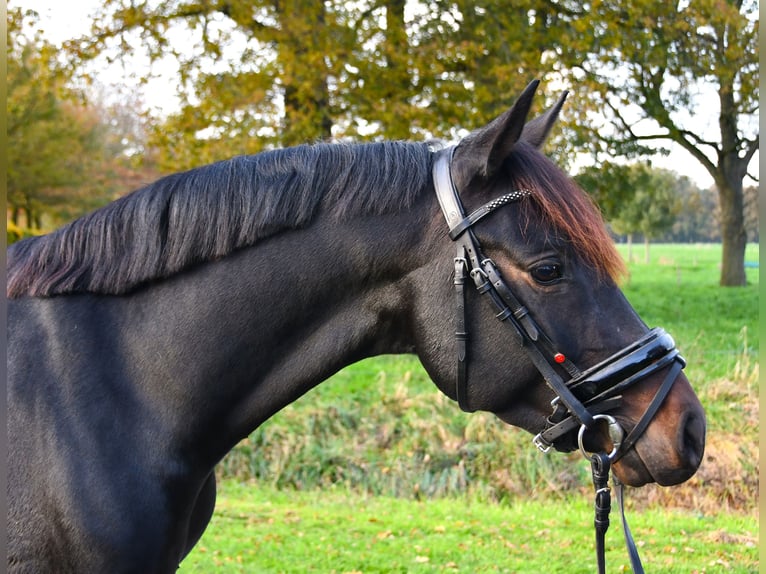 NRPS Castrone 3 Anni 137 cm Baio nero in Markelo