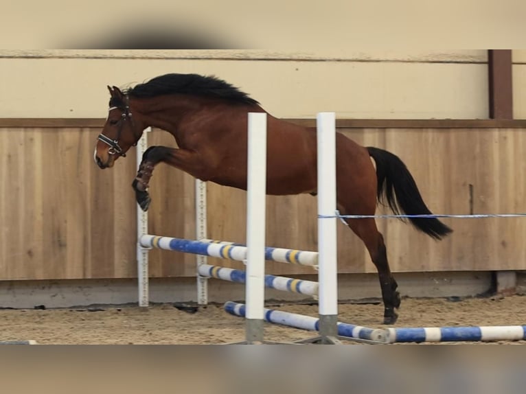 NRPS Castrone 3 Anni 141 cm Baio in Oost West en Middelbeers