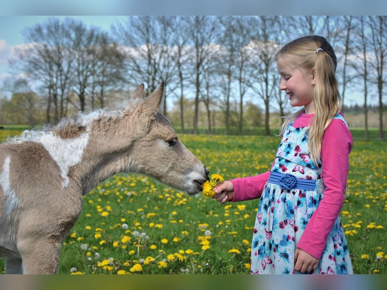 NRPS Mix Castrone 3 Anni 142 cm Falbo in Ruinen