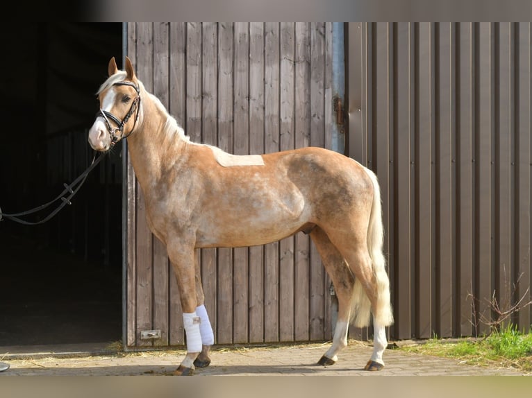 NRPS Castrone 3 Anni 142 cm Palomino in Geilenkirchen