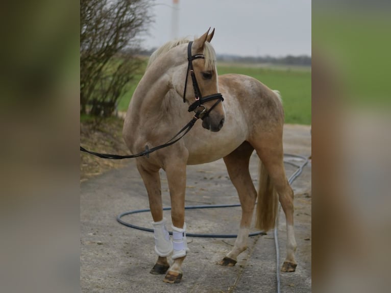 NRPS Castrone 3 Anni 142 cm Palomino in Geilenkirchen