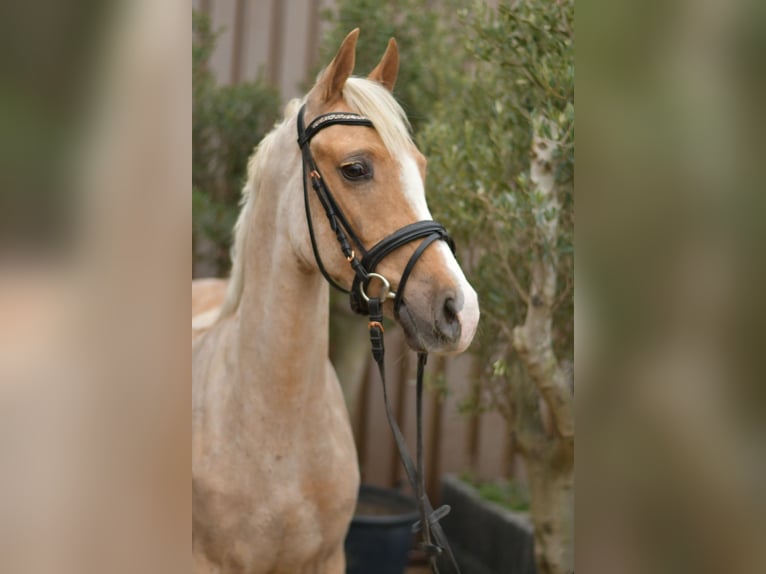 NRPS Castrone 3 Anni 142 cm Palomino in Geilenkirchen