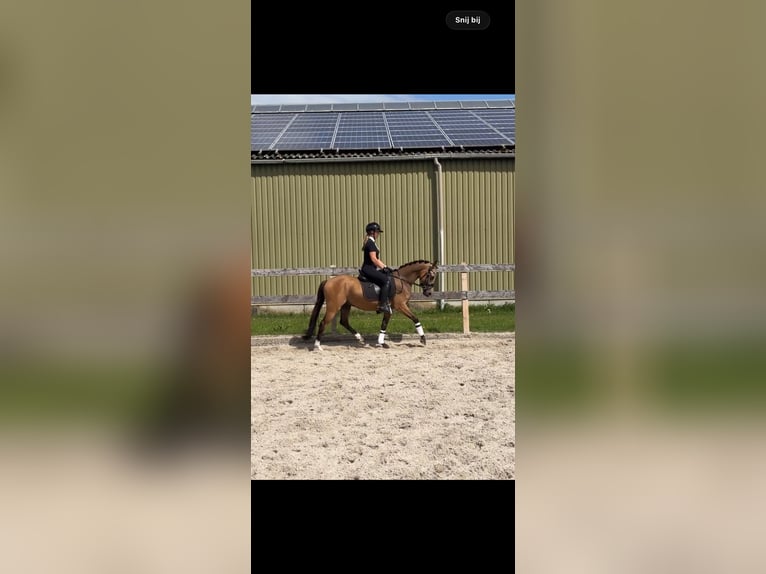 NRPS Castrone 3 Anni 143 cm  in Schijndel