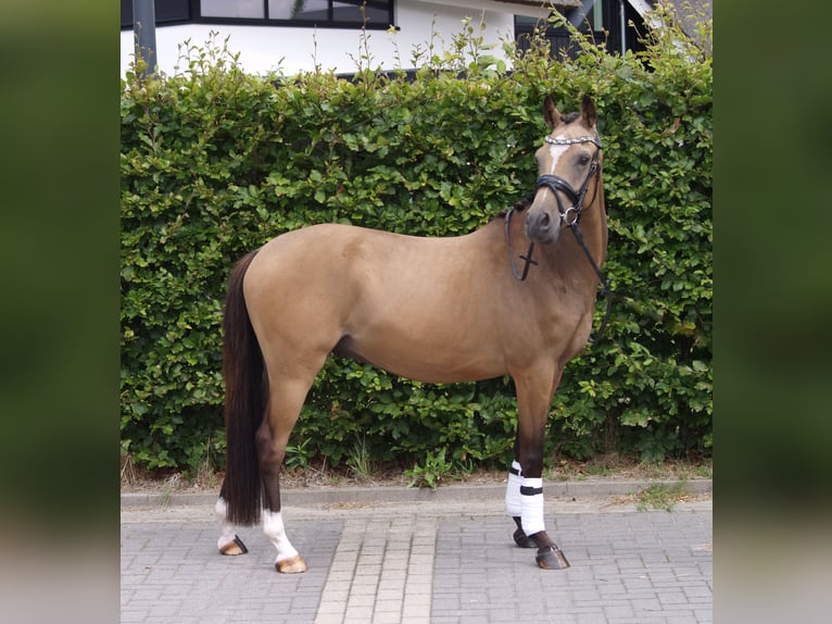 NRPS Castrone 3 Anni 143 cm  in Schijndel