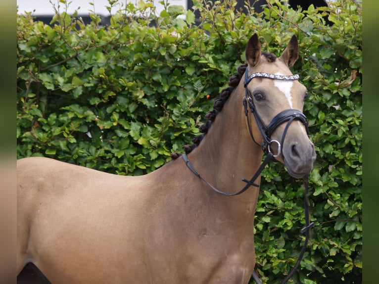 NRPS Castrone 3 Anni 143 cm  in Schijndel