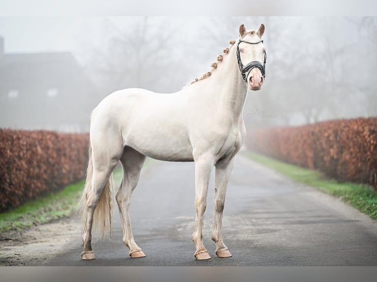 NRPS Castrone 3 Anni 144 cm Cremello in Oost West en Middelbeers