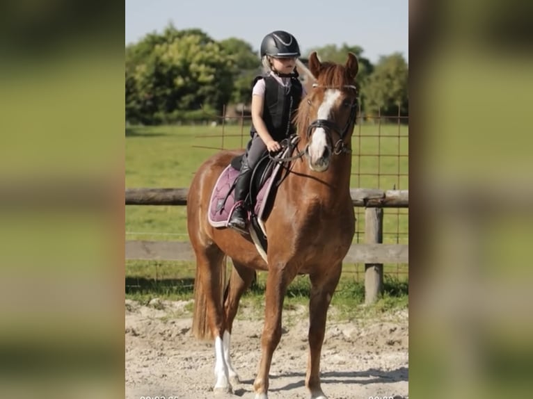 NRPS Castrone 3 Anni 145 cm Sauro scuro in Harkema