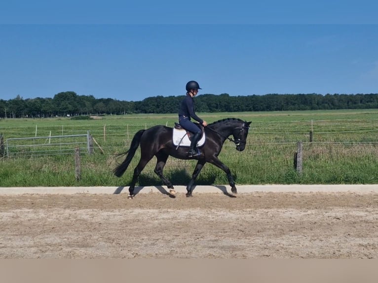 NRPS Castrone 3 Anni 146 cm Baio nero in Voorschoten