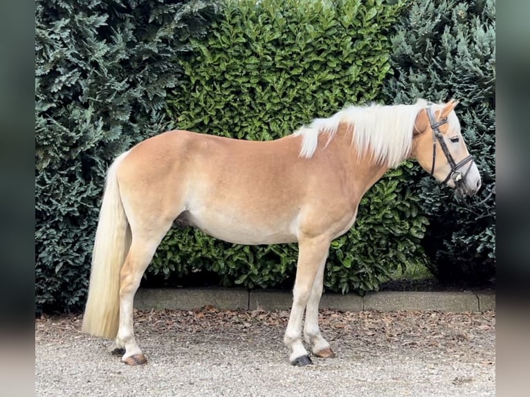 NRPS Castrone 3 Anni 151 cm Palomino in Oud Gastel