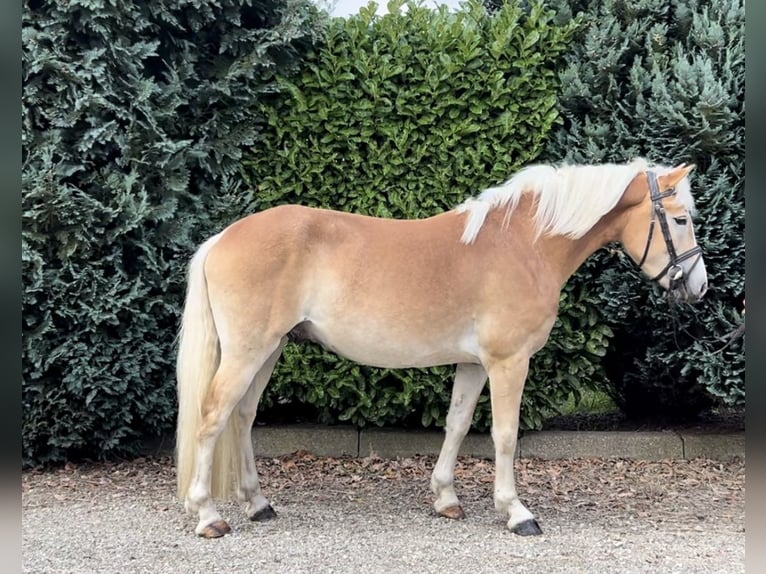 NRPS Castrone 3 Anni 151 cm Palomino in Oud Gastel