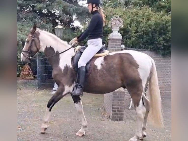 NRPS Castrone 3 Anni 163 cm Pelle di daino in Well L