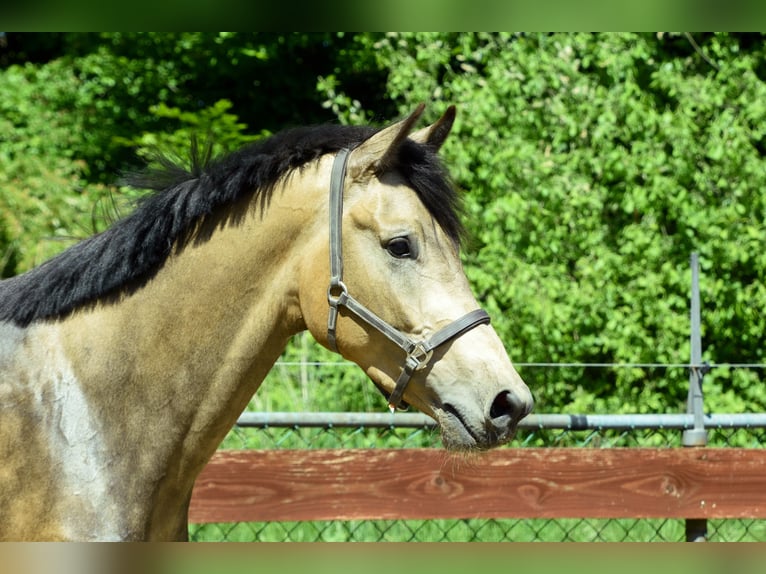 NRPS Castrone 3 Anni 170 cm Pelle di daino in Oss