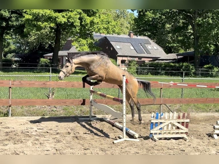 NRPS Castrone 3 Anni 170 cm Pelle di daino in Oss