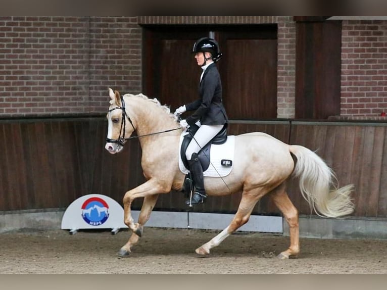 NRPS Castrone 4 Anni 143 cm Palomino in Simonshaven