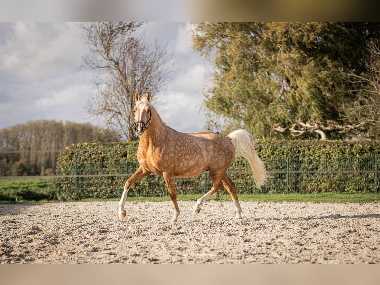 NRPS Castrone 4 Anni 145 cm Palomino in Emmen