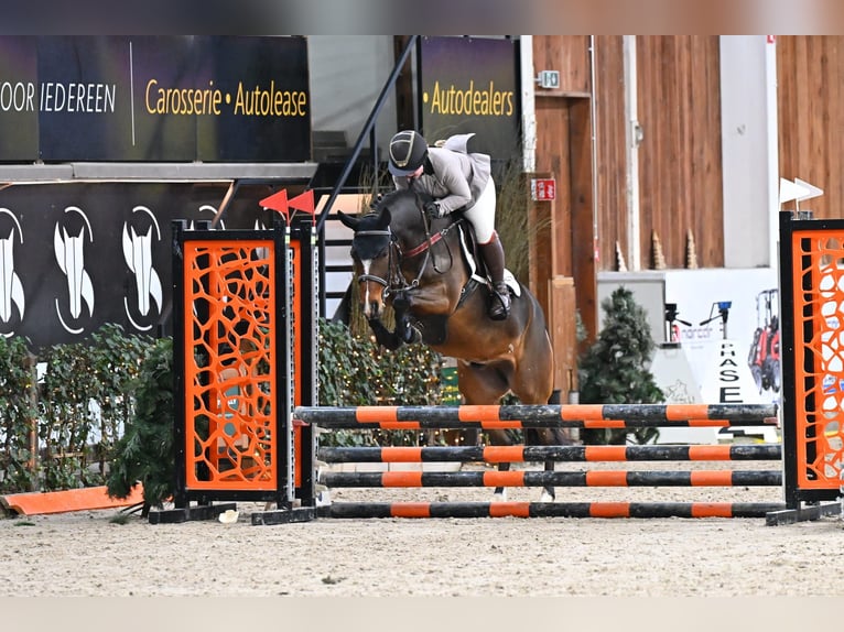 NRPS Castrone 4 Anni 146 cm Baio in Maria Hoop