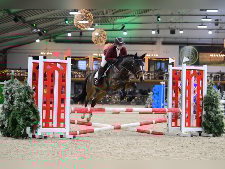NRPS Castrone 4 Anni 146 cm Baio in Maria Hoop