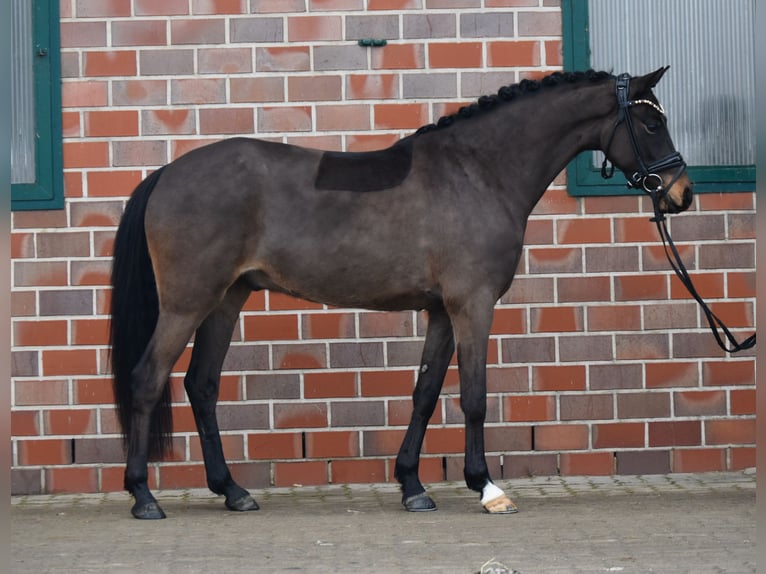 NRPS Castrone 4 Anni 146 cm Baio nero in Fürstenau