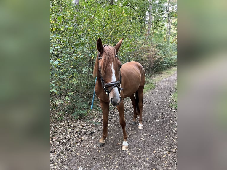 NRPS Castrone 4 Anni 157 cm Sauro in Dülmen