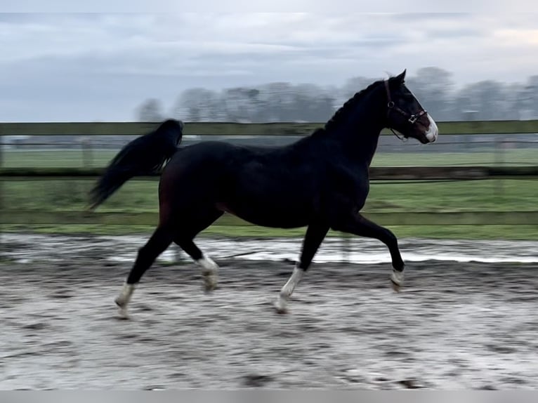 NRPS Castrone 4 Anni 160 cm Baio scuro in Barneveld