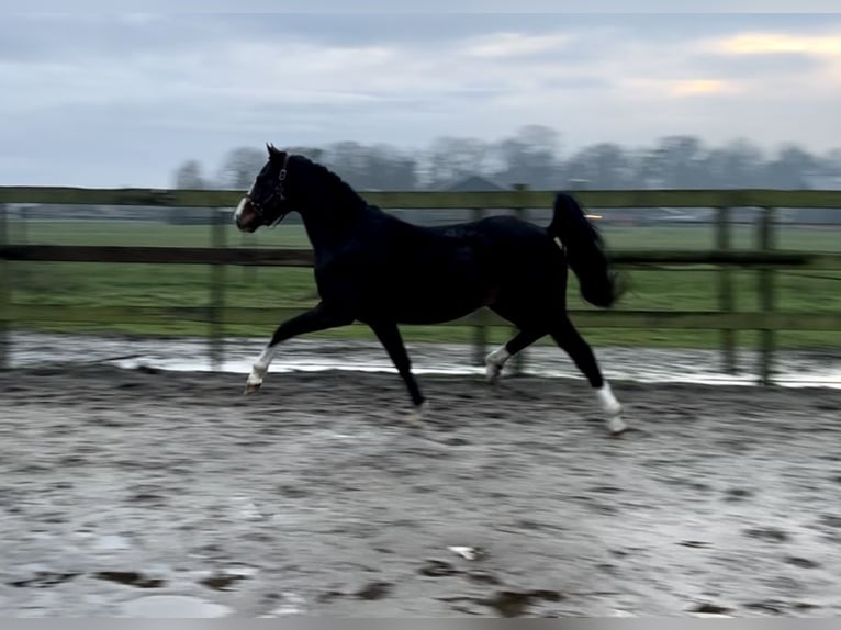 NRPS Castrone 4 Anni 160 cm Baio scuro in Barneveld