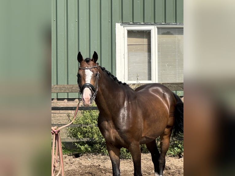 NRPS Castrone 4 Anni 160 cm Baio scuro in Barneveld