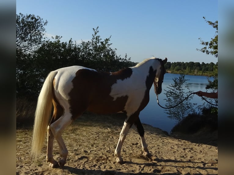 NRPS Castrone 4 Anni 163 cm Pelle di daino in Well L