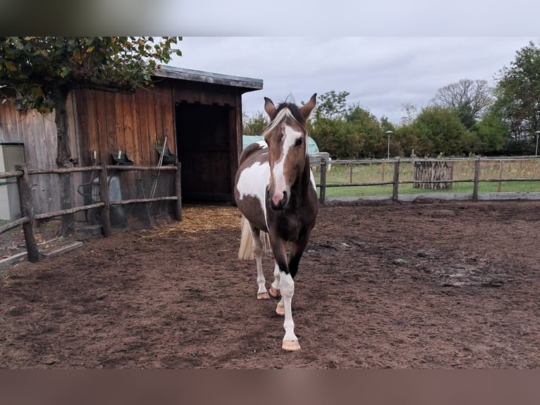 NRPS Castrone 4 Anni 163 cm Pelle di daino in Well L