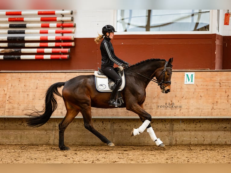 NRPS Castrone 4 Anni 167 cm Baio scuro in Marl