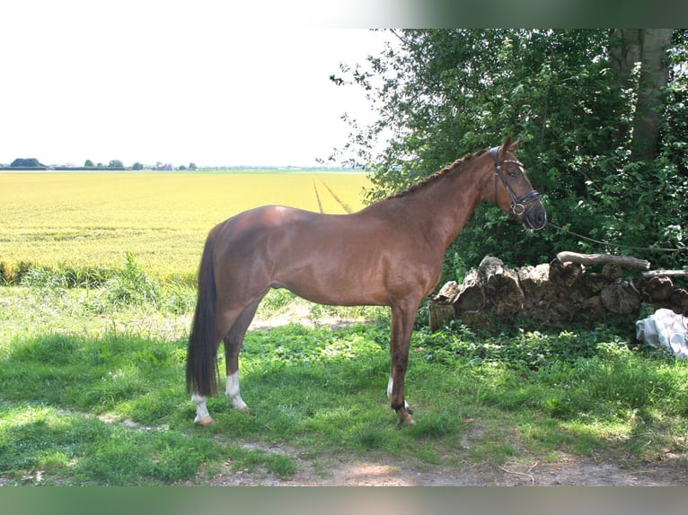 NRPS Castrone 4 Anni 170 cm Sauro scuro in Zevenbergschen Hoek