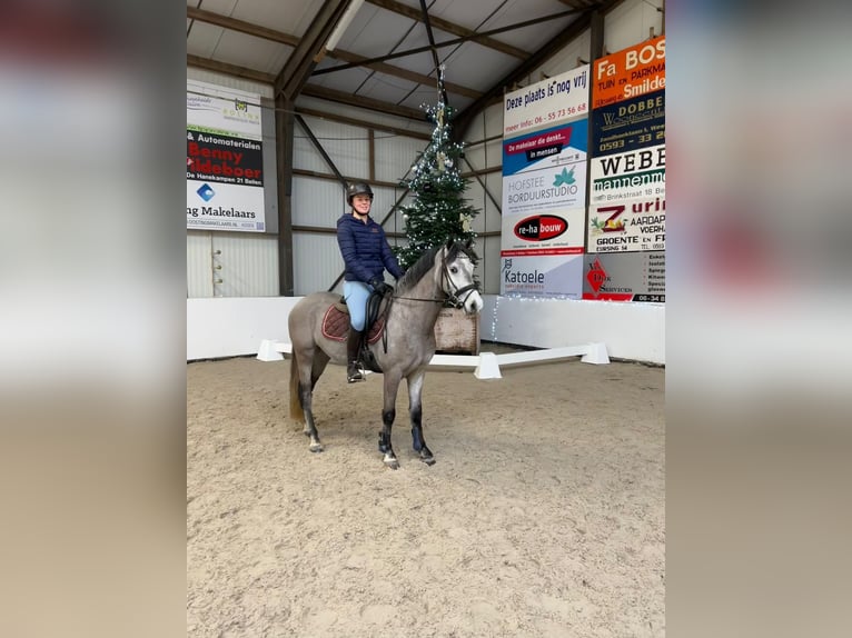 NRPS Castrone 5 Anni 143 cm Grigio ferro in Beilen