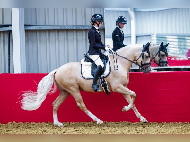 NRPS Castrone 5 Anni 146 cm Palomino in Hellouw