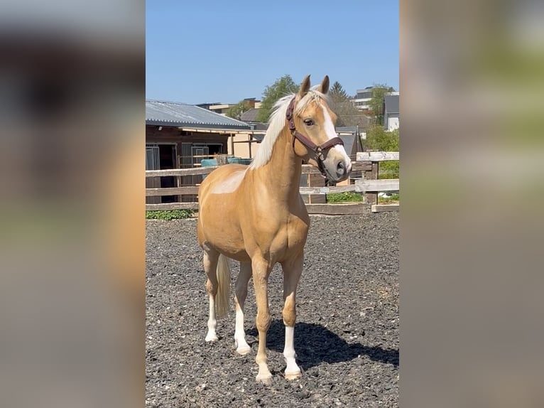 NRPS Castrone 5 Anni 148 cm Palomino in Bauschleiden