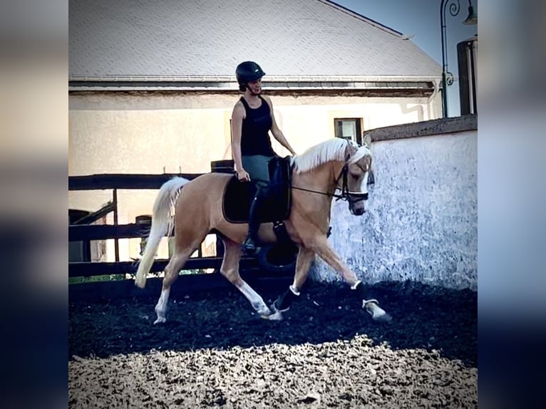 NRPS Castrone 5 Anni 148 cm Palomino in Bauschleiden